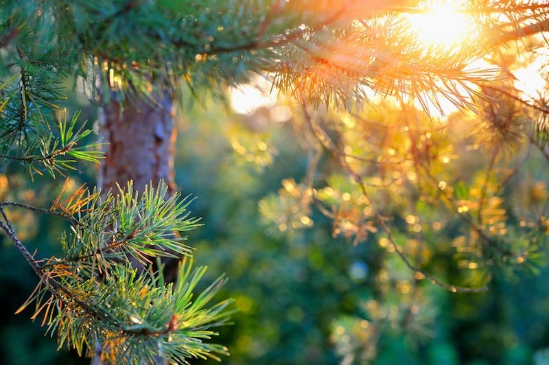 Fluffy pine branches in the sun