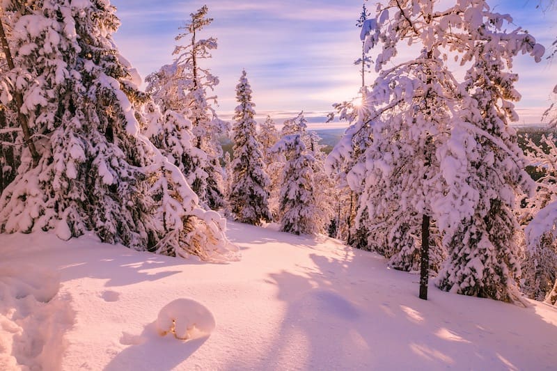 Winter Sunny Landscape with big snow covered pine trees - Beautiful North nature, Finland, Lapland